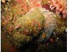 Photo of Fusitriton oregonensis